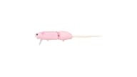Evergreen Combat Rat - 647 - Thumbnail