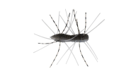 Z-Man Fuzzy Bugz - 388 - Thumbnail