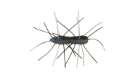 Z-Man Fuzzy Bugz - 320 - Thumbnail